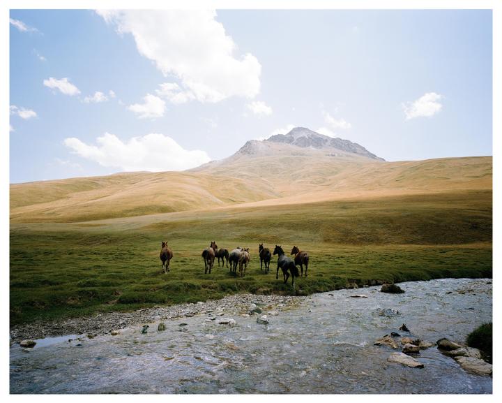 Wild Horses (Mamiya 7 50mm Kodak Gold)