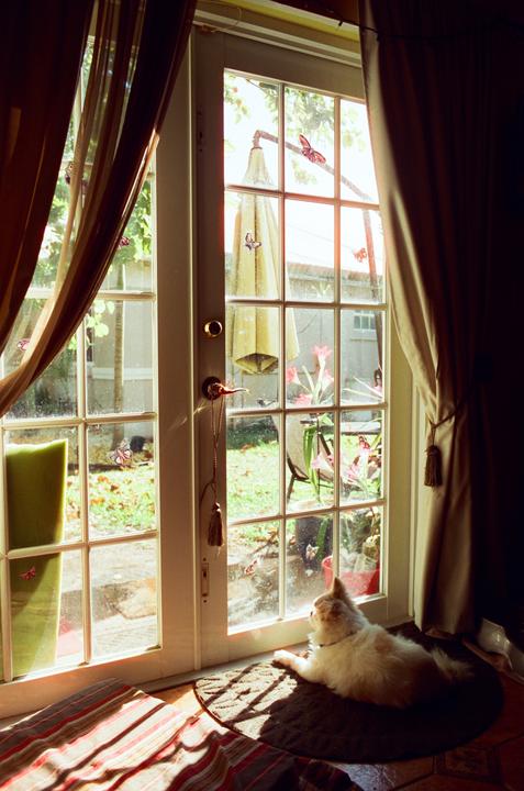 a dog Not a cat (nikon f2, nikkor 28mm f/2.8, cinestill 400d)