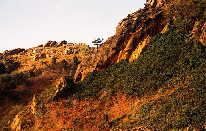 A lone tree stands on a rocky, vegetation-covered hillside under a bright sky.