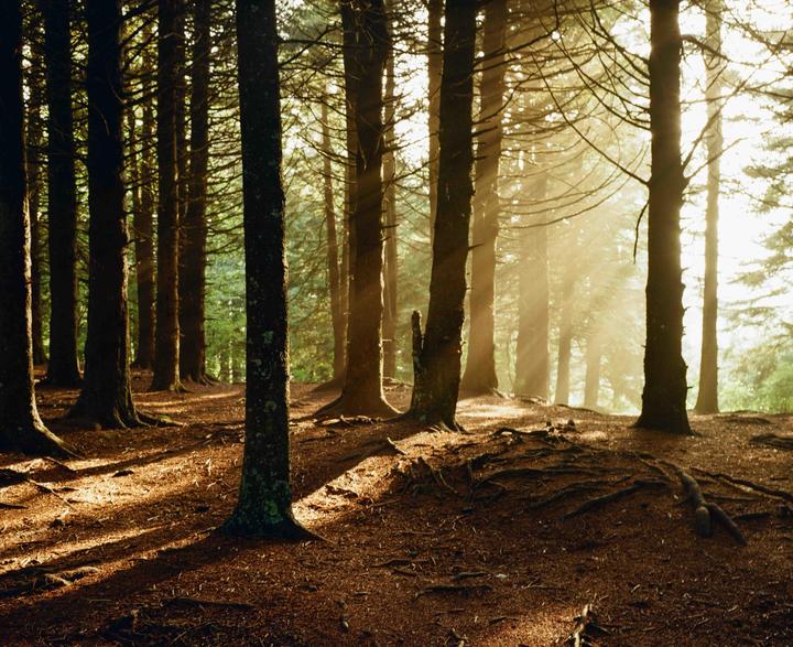 Into the woods [Mamiya 7 | 80mm | Gold 200]