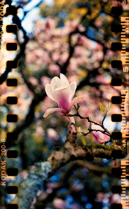 Magnolia [Rolleicord Vb / Colorplus 200]