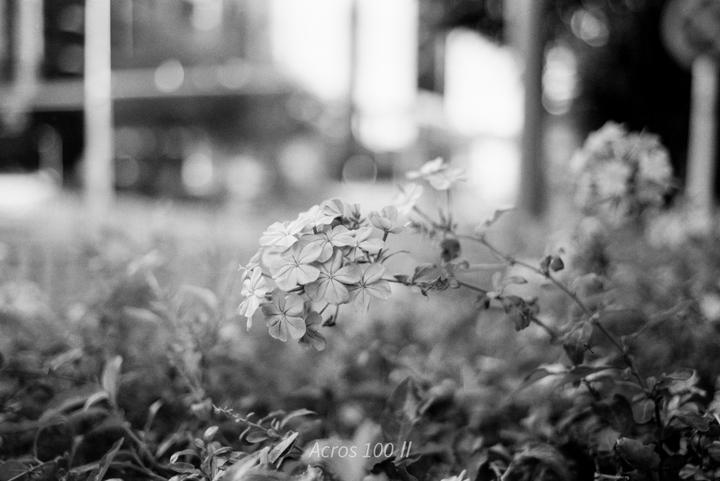 A cluster of small flowers with five petals each is in focus in the center of the frame, surrounded by blurred foliage and bright out-of-focus elements in the background.