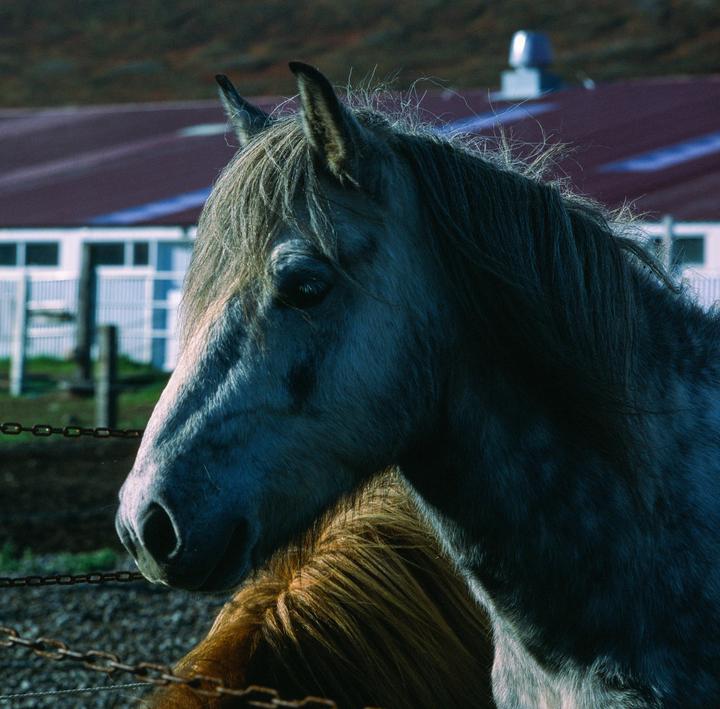 Equine Beauty - Hasselblad 500CM | 80mm | Portra 400