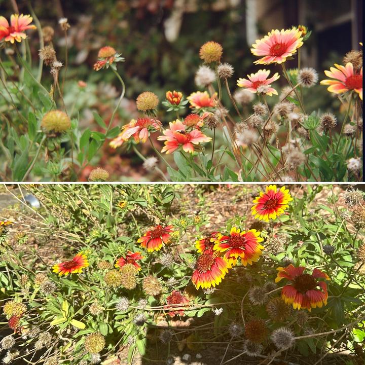 Why do colors on film sometimes differ from “real life”?