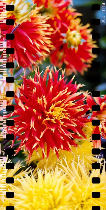 Fireworks [Zenza Bronica GS-1 | Zenzanon-PG 100mm f/3.5 | Fuji 200] self-scanned