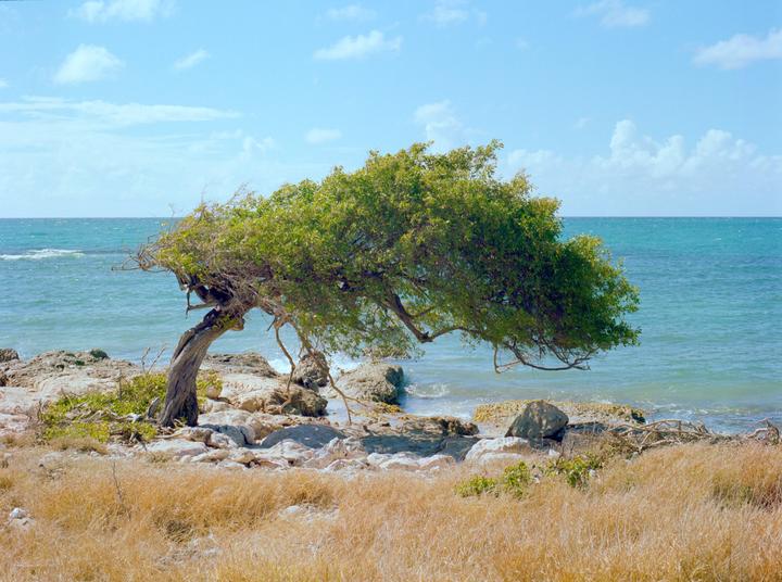 PUERTO RICO / MAMIYA 645 PRO TL / 80MM / PORTRA 400