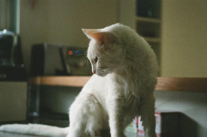The beauty of analog photography is almost not sending in 3 year old rolls, thinking they're just random snapshots, just to receive scans of your deceased cat. (Nikon FE2 - Nikkor 50mm f1.4 - Ultramax 400)