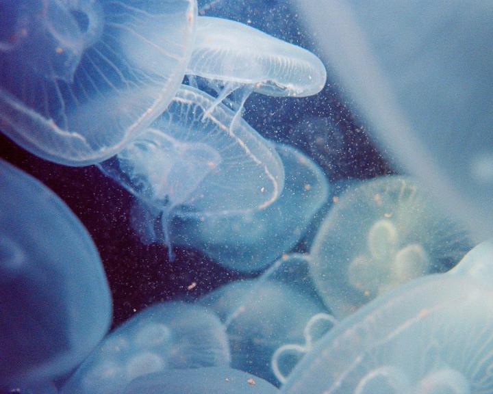 Jellies | Revue ML | Kodak UltraMax 400