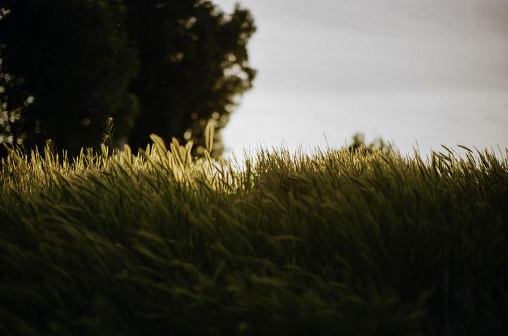 Sunset Amongst Weeds [Canon ELAN 7, 50mm 1.2 L, 35mm Kodak Gold 200]