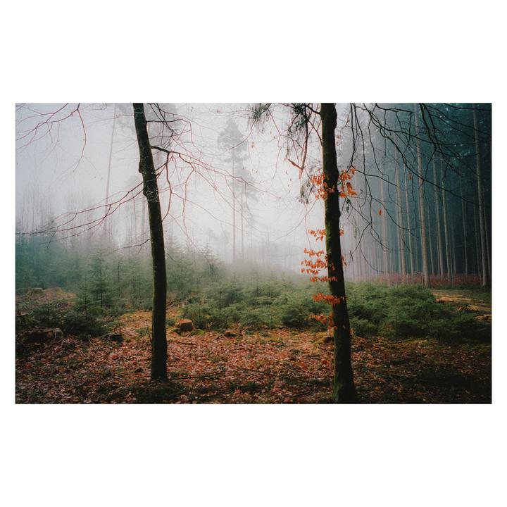 Can't wait for fall | Leica MP + Elmarit 28 | Portra 400