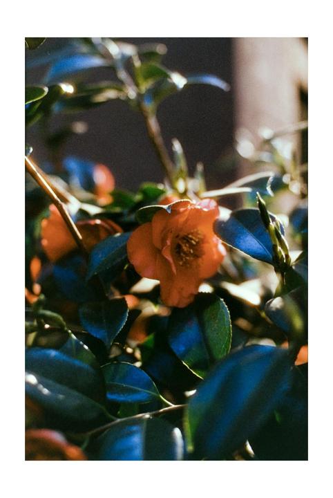 Canon A-1, 50mm 1.4, Harman Phoenix 1