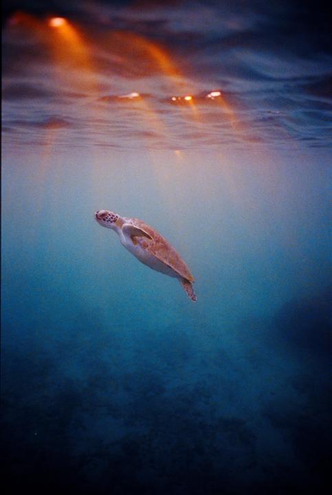Soft focus on this mornings dawn patrol | 800T/Nikonos V