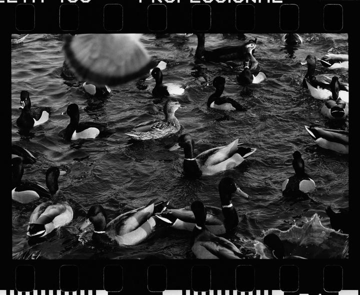 At the duck pond  [Olympus XA-2, Delta 400]