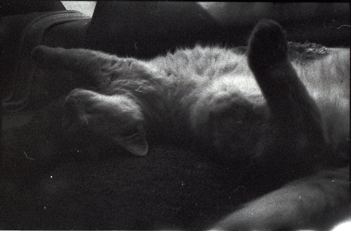 My first roll ever shot (Alford Pan-F Plus 50; Minox 35 PL)