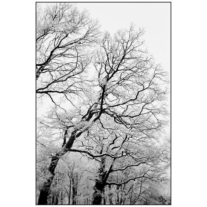 Bare tree branches covered in snow reach towards the sky.