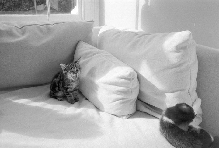 Two kittens are on a sofa with pillows, one looking at the camera and the other with its back turned.