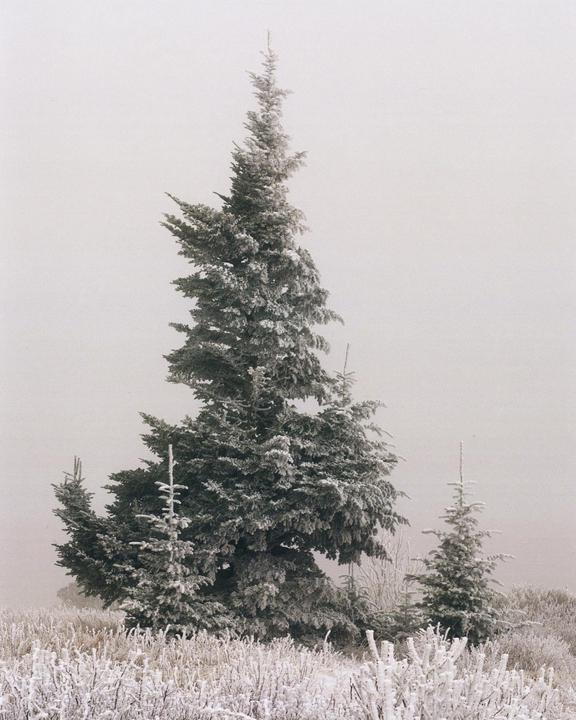I thought I had HP5 loaded, but it was color [Mamiya RZ67, Kodak Gold 200]