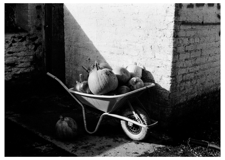 A wheelbarrow full of pumpkins sits next to a brick wall with a strong shadow.