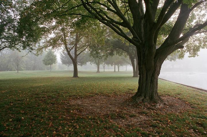 "Early Morning in the Park" [Nikon F - Nikkor 50mm F/1.4 - Portra 400]
