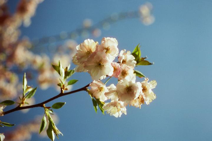 Beautiful Blossoms | Cinestill 400D | Canon New F1 + FD 50 F3.5 Macro