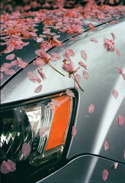 Last Days of Spring - [Nikon F100, 55mm, Kodak Gold 200]