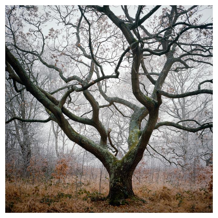 First frost on Wimbledon Common [Rolleiflex 3.5F | Ektar]