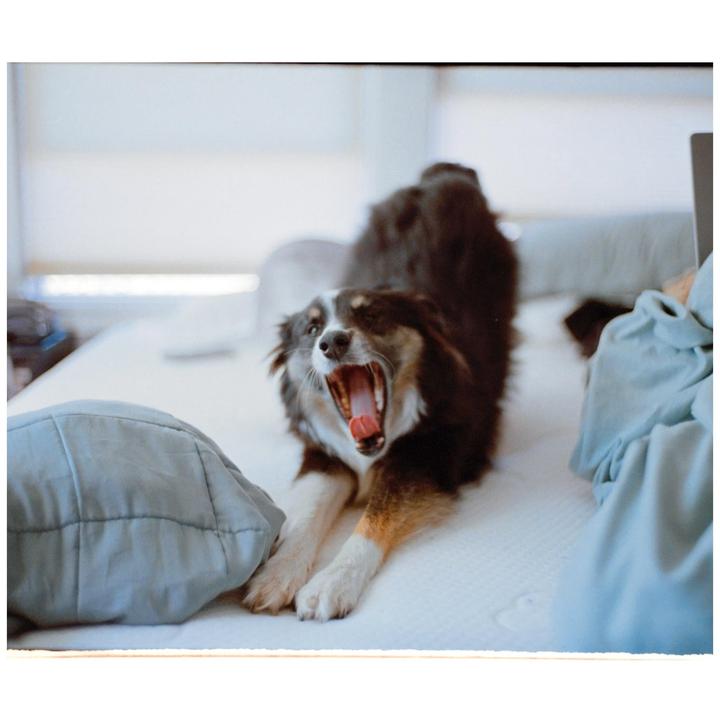 What percentage of your personal photos are of your pets? [Bessa R4M 35mm f1.4, Ultramax 400]