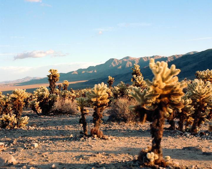 Through the cholla | Portra 160, Hasselblad 500cm, 80mm 2.8