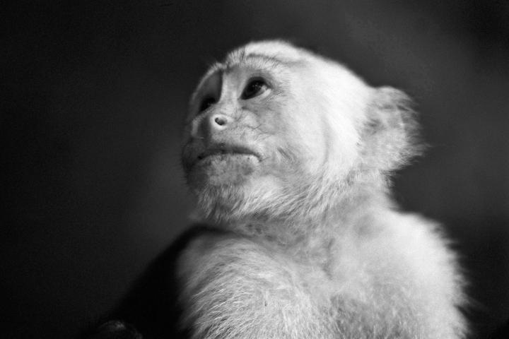 A monkey with light fur looks up and to the right.