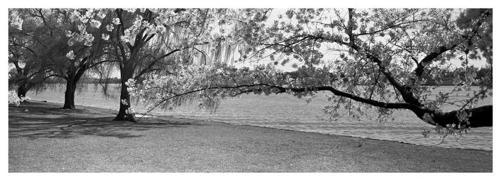 Cherry blossom trees line a body of water with grass in the foreground.