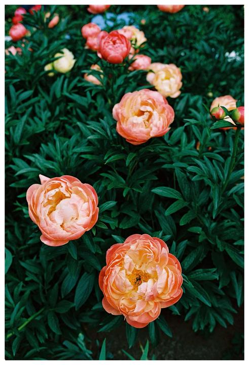 Peonies, Portra 800, Bessa r2, Voigtlander 35 1.4