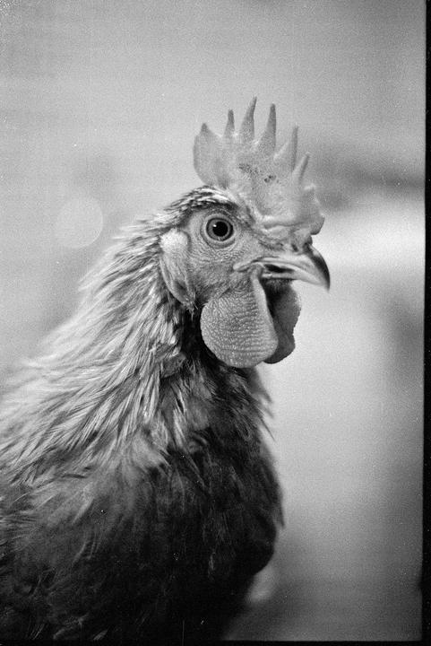 Rooster called Rambo [Olympus OM-1, Zuiko 50mm f/1.4, HP5 at 400]