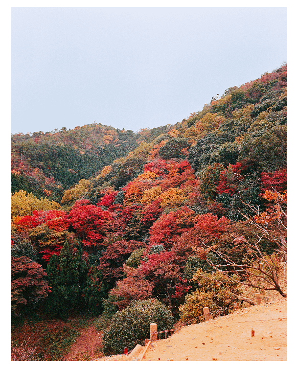 Autumn days on CT scanned Film (Mamiya 7 + 65mm, Pro 400H + Portra 400)