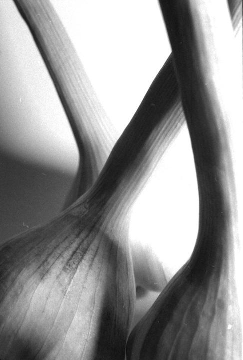fresh garlic - APX 400@1600