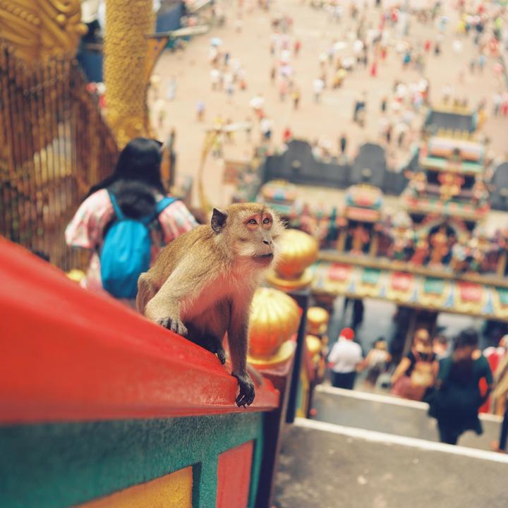 Temple monkey [Kono! Delight Art 100 • C330 • 80/2.8]
