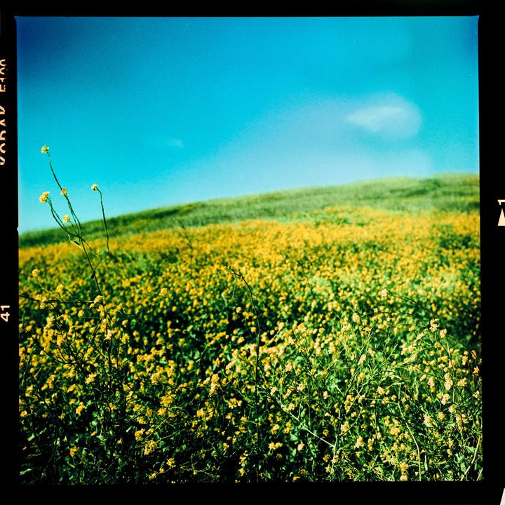 Accidentally developed E100 in CS41 | Hasselblad 500cm