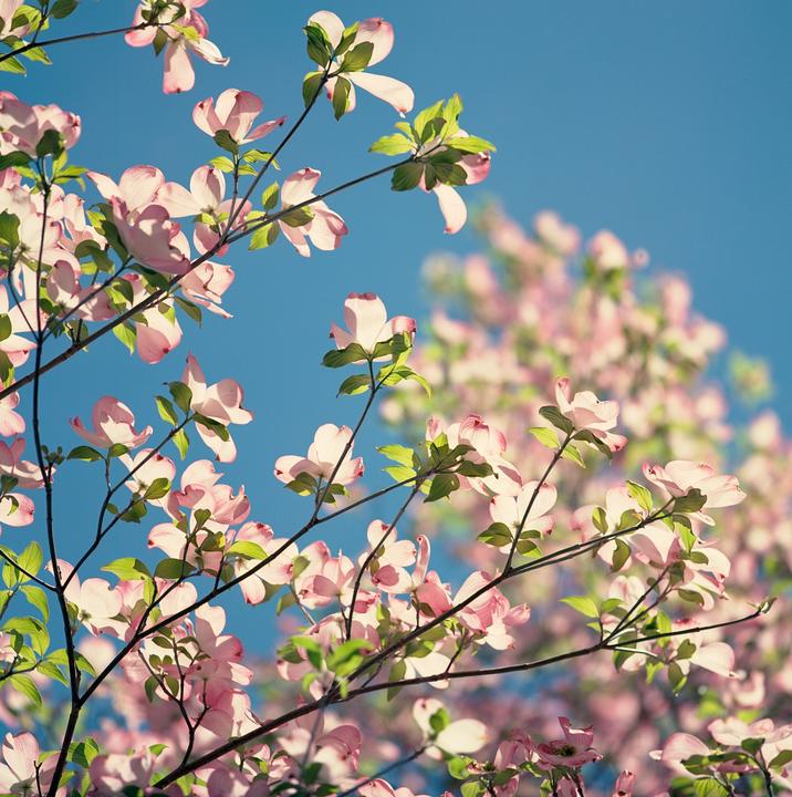 Spring trees (500cm, 250mm, Ektar)