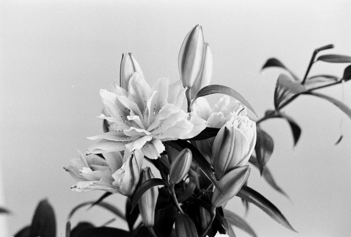 A bouquet of lilies with several open blooms and closed buds is arranged against a plain background.