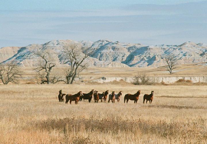 Pine Ridge Ponies on the lonely grasslands of South Dakota. [Canon A1, Fuji 400]