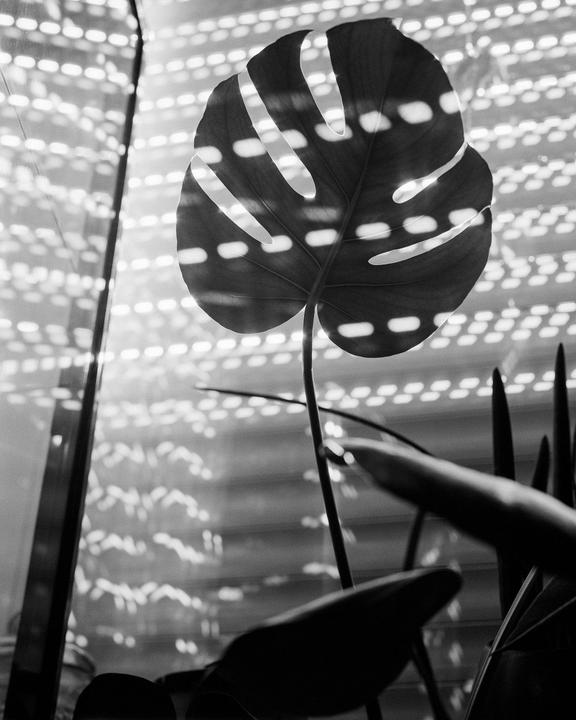 A large monstera leaf is silhouetted against a window with light filtering through blinds.