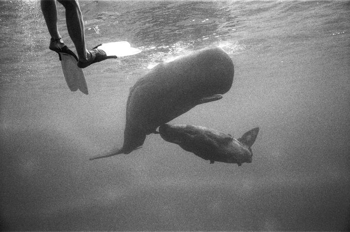 Swimming with giants, 📷 Nikonos V, 🎞 Kentmere 400 pushed +2