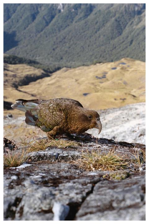Alpine Parrot [Nikon F80 / 50mm / Fujicolor C200]