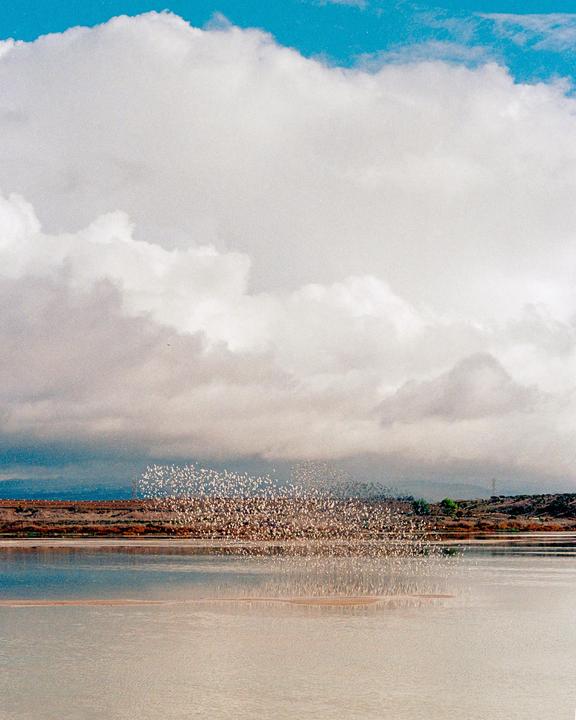 In Flight (Minolta X-700 | MD 35-70mm f3.5 | Fuji 400)