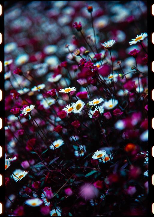 Quick stroll at my favorite park in Dublin / Velvia 100 / Canon 1n 24-70mm f4/100mm f2.8macro / Adox E6 kit / Valoi easy35 v2