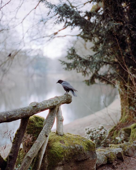 Crow | Pentax 6x7 | 105mm f/2.4 | Cinestill 400D