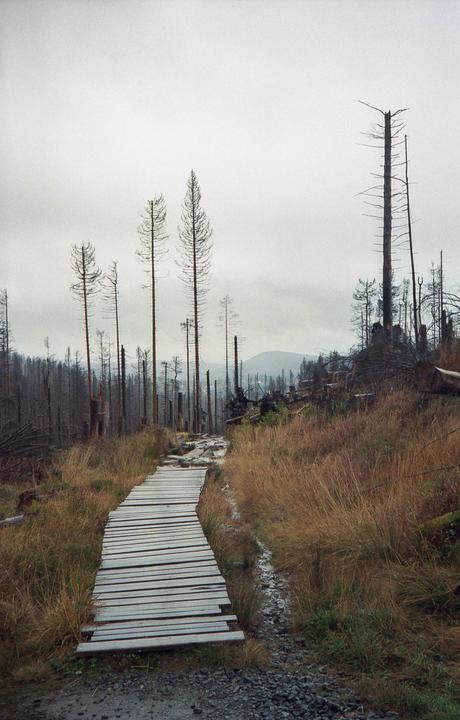 Schierke, Harz, Germany [Olympus 35RC, Kodak Portra 800]