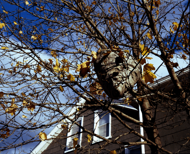 Around Town [Fujica GM670, Fujinon 100mm f/3.5, Kodak Gold 200 Pushed to 1600