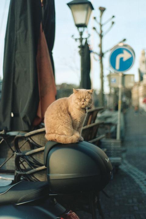 a cat in Rotterdam (Nikon FE / 50mm 1.8 / Porta 160)