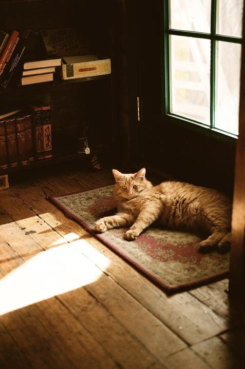 Some of my Analogue Favourites [Minolta X-700, 50mm f2, Colorplus 200]