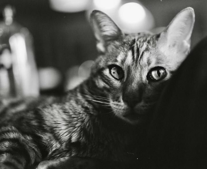 here’s a picture of my cat. RZ67, 90mm f3.5, Illford HP5+ @800. Lab scan.